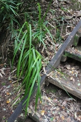 Carex multifaria