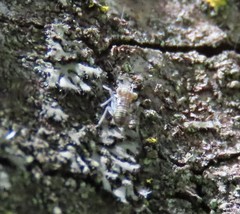 Mesopsocus