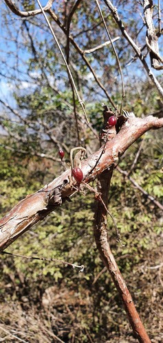 Bursera sarcopoda Paul G.Wilson 2