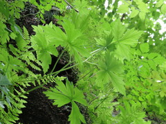 Aconitum noveboracense