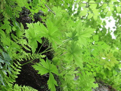 Aconitum noveboracense