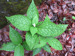 Chloranthus serratus