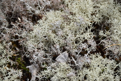 Cladonia arbuscula mitis