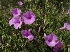 Ipomoea rosea