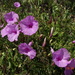 Ipomoea rosea - Photo (c) M. A. Lagares, some rights reserved (CC BY-NC), uploaded by M. A. Lagares