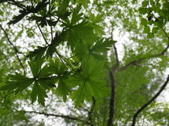 Aconitum noveboracense
