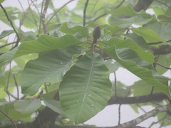 Magnolia obovata