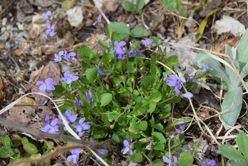 Hooked Violet (Viola adunca)