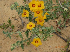 Sida galheirensis