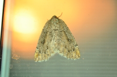 Spodolepis substriataria