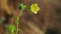 Emmenanthe penduliflora penduliflora