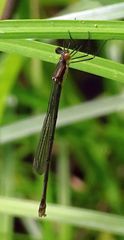 Lestes vigilax