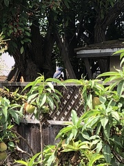 Aphelocoma californica