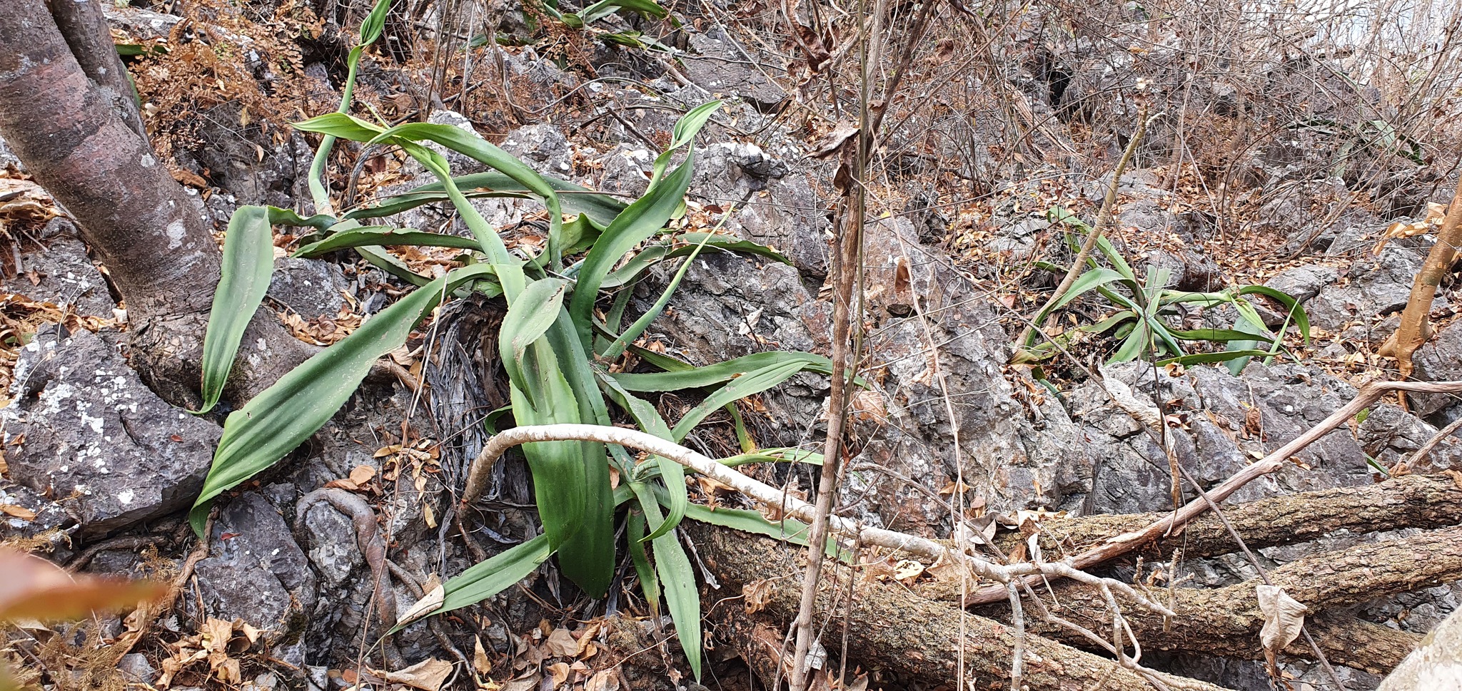 Agave andreae