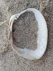 Venerupis largillierti