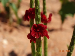 Stachytarpheta sessilis