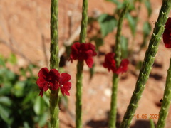 Stachytarpheta sessilis