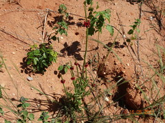 Stachytarpheta sessilis