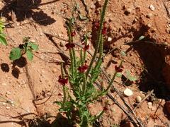 Stachytarpheta sessilis