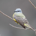Couch's Kingbird - Photo (c) Greg Lasley, some rights reserved (CC BY-NC), uploaded by Greg Lasley