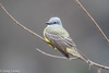 Couch's Kingbird - Photo (c) Greg Lasley, some rights reserved (CC BY-NC), uploaded by Greg Lasley