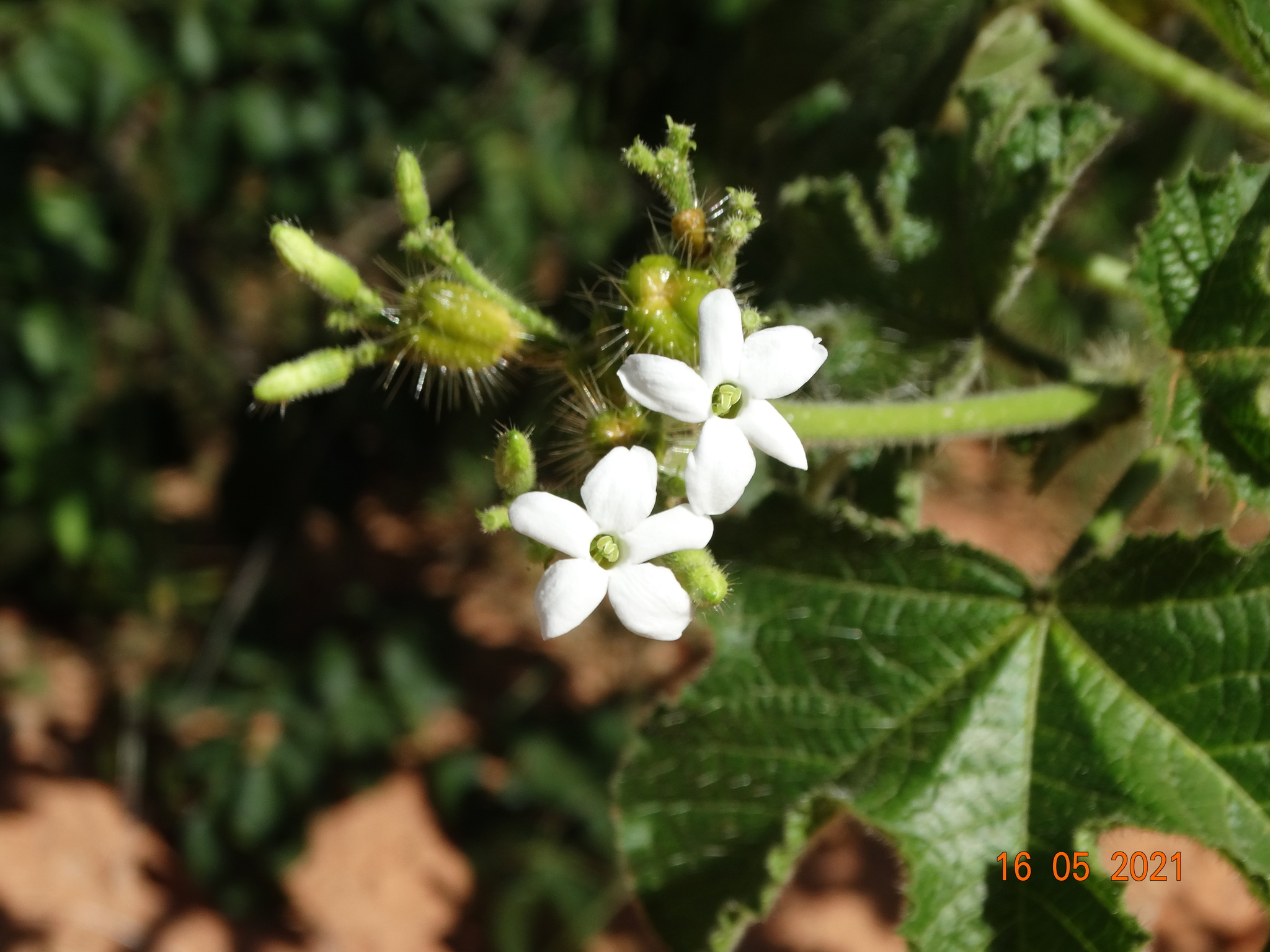 Cnidoscolus urens