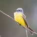 Tyrant Flycatchers - Photo (c) Greg Lasley, some rights reserved (CC BY-NC), uploaded by Greg Lasley