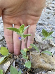 Trichostema oblongum
