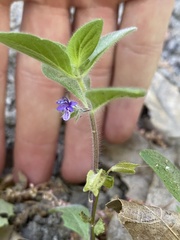 Trichostema oblongum