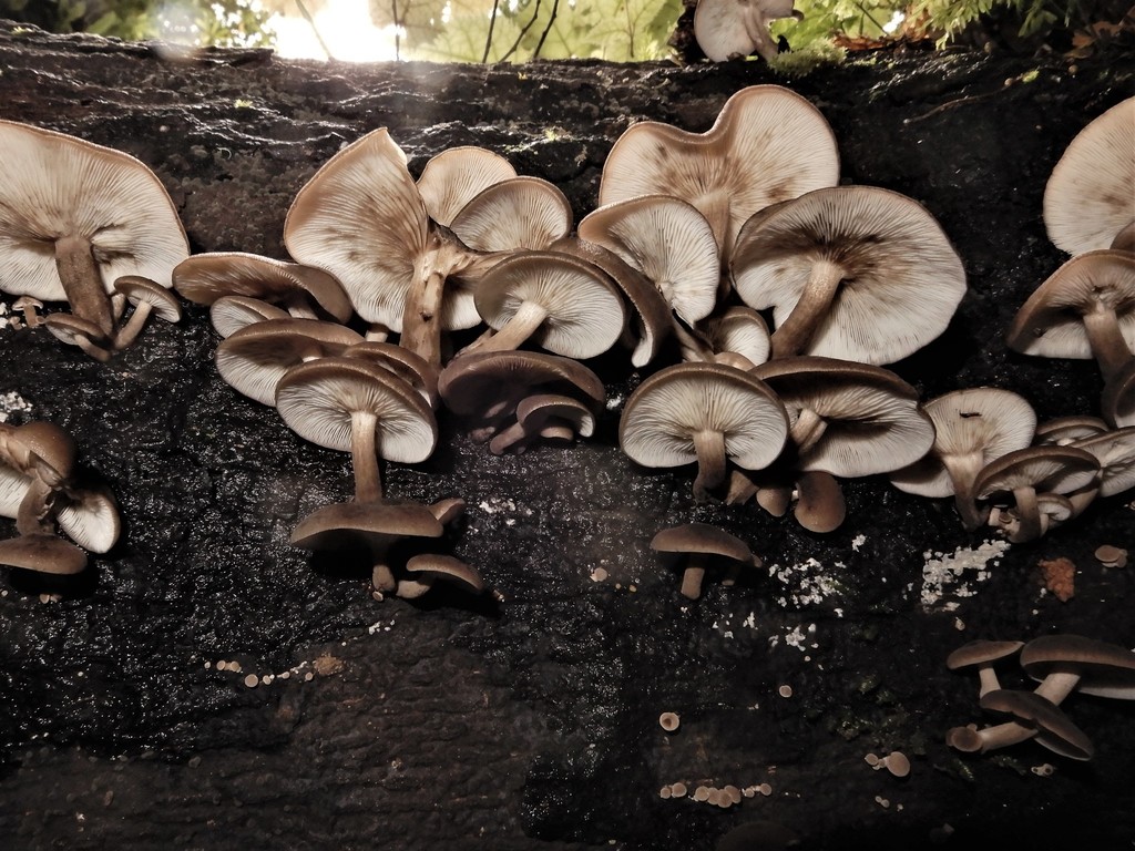 Pleurella