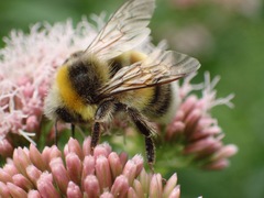 Bombus lucorum