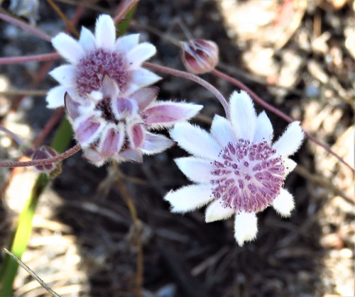 Actinotus forsythii, 2021-05-19