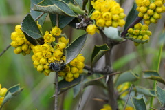 Colletinae