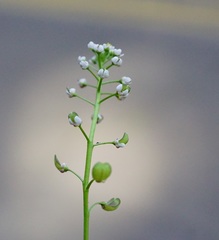Teesdalia