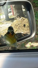 Spindalis portoricensis