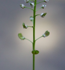 Teesdalia