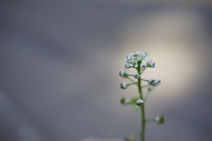 Teesdalia