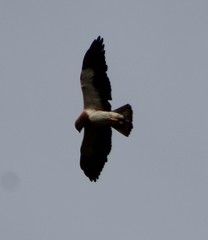 Buteo swainsoni