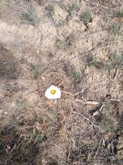 Calochortus bruneaunis