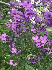 Hesperis matronalis