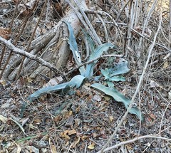 Agave pablocarrilloi