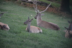 Cervus elaphus maral