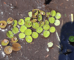 Salvinia minima