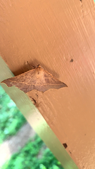Tetracis cervinaria