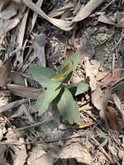 Vincetoxicum hirsutum