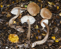 Rhodocollybia incarnata