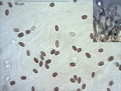 Rhodocollybia incarnata