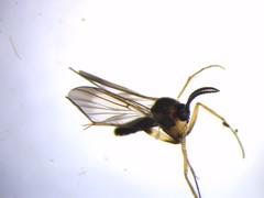 Allocotocera dilatata