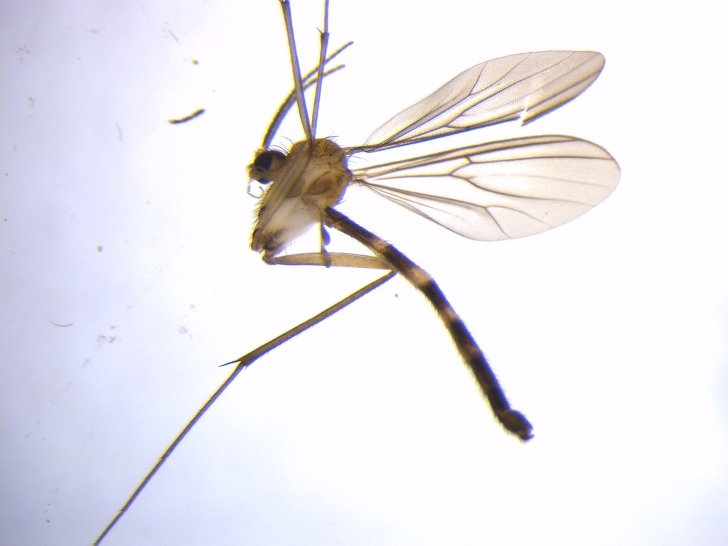 Exechia hiemalis
