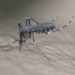 Mosquito Tigre Asiático - Photo (c) Jaime M. Simancas, algunos derechos reservados (CC BY-NC), uploaded by Jaime M. Simancas
